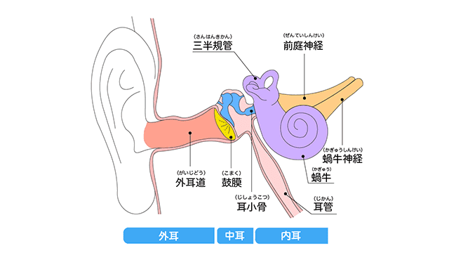 耳の解剖図